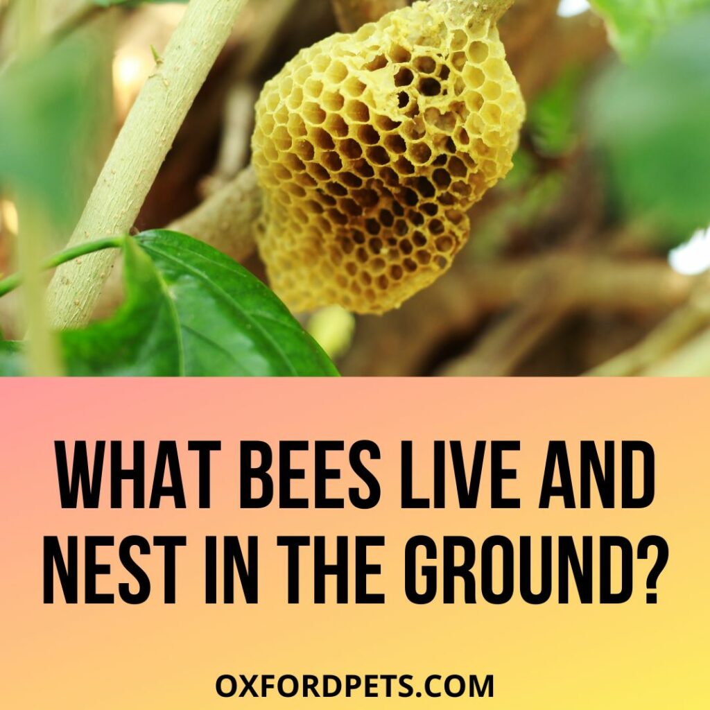 Bees That Live And Nest In The Ground