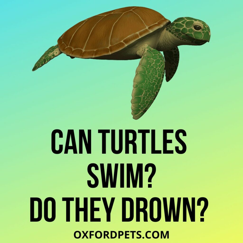 Do Turtles Swim? Can Turtles Drown?