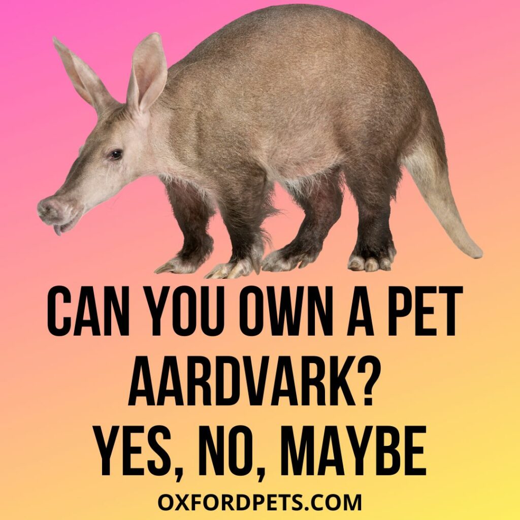 Can You Own A Pet Aardvark?