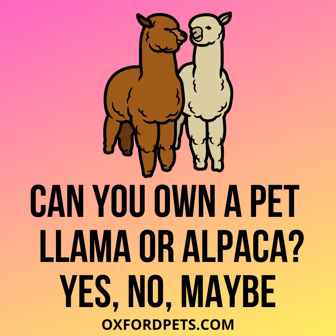 Can You Own A Pet Alpaca or Llama?