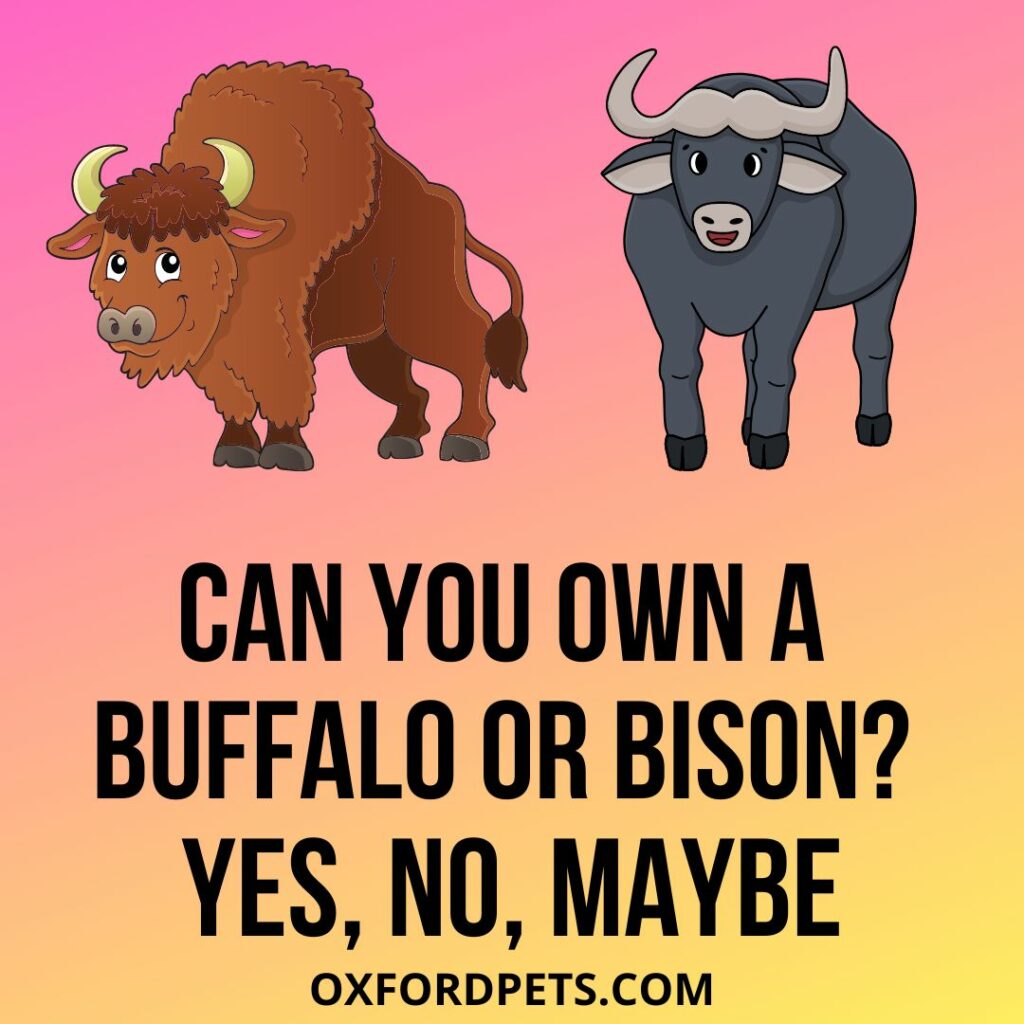 Can You Own A Pet Buffalo Or Bison