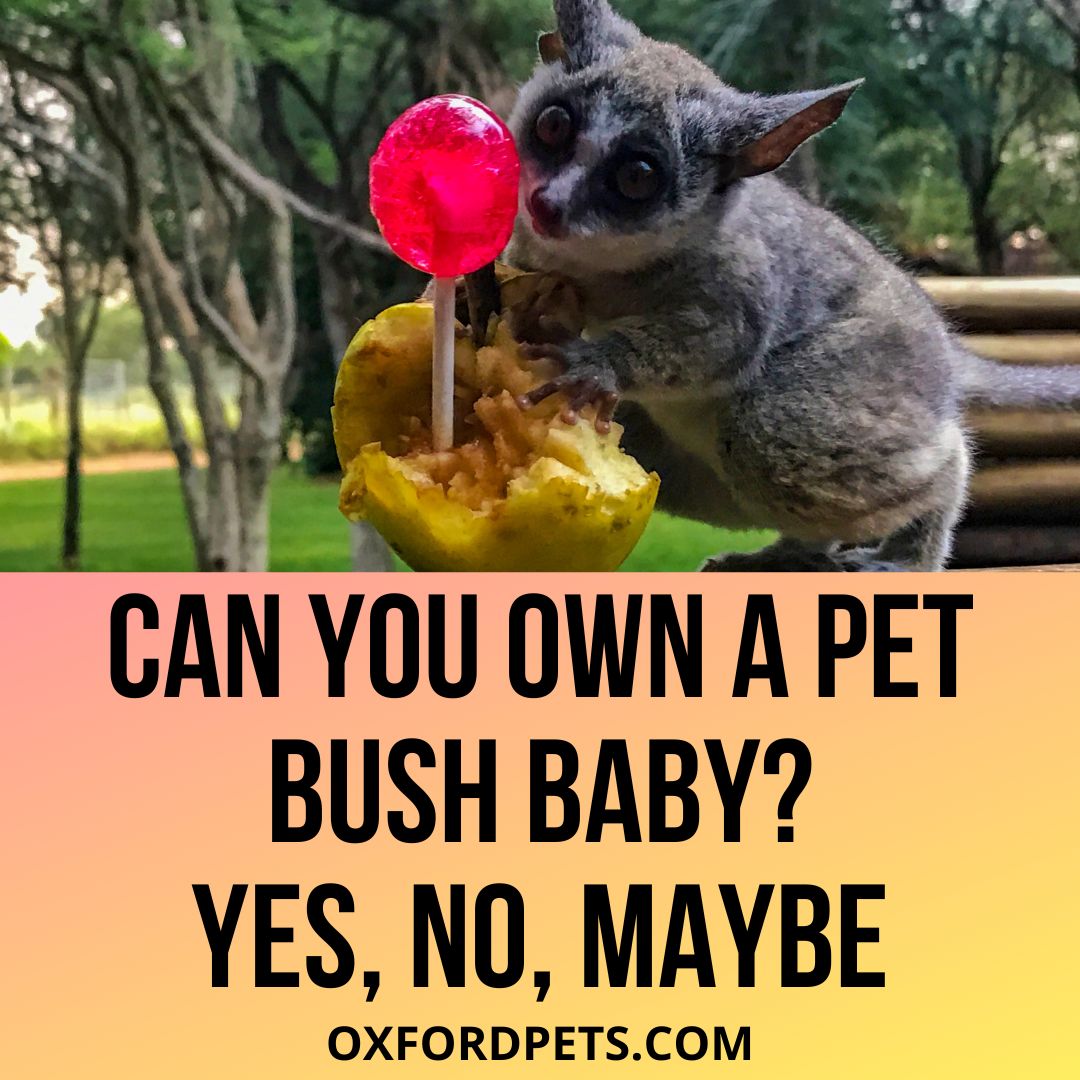 Can You Own A Pet Bush Baby