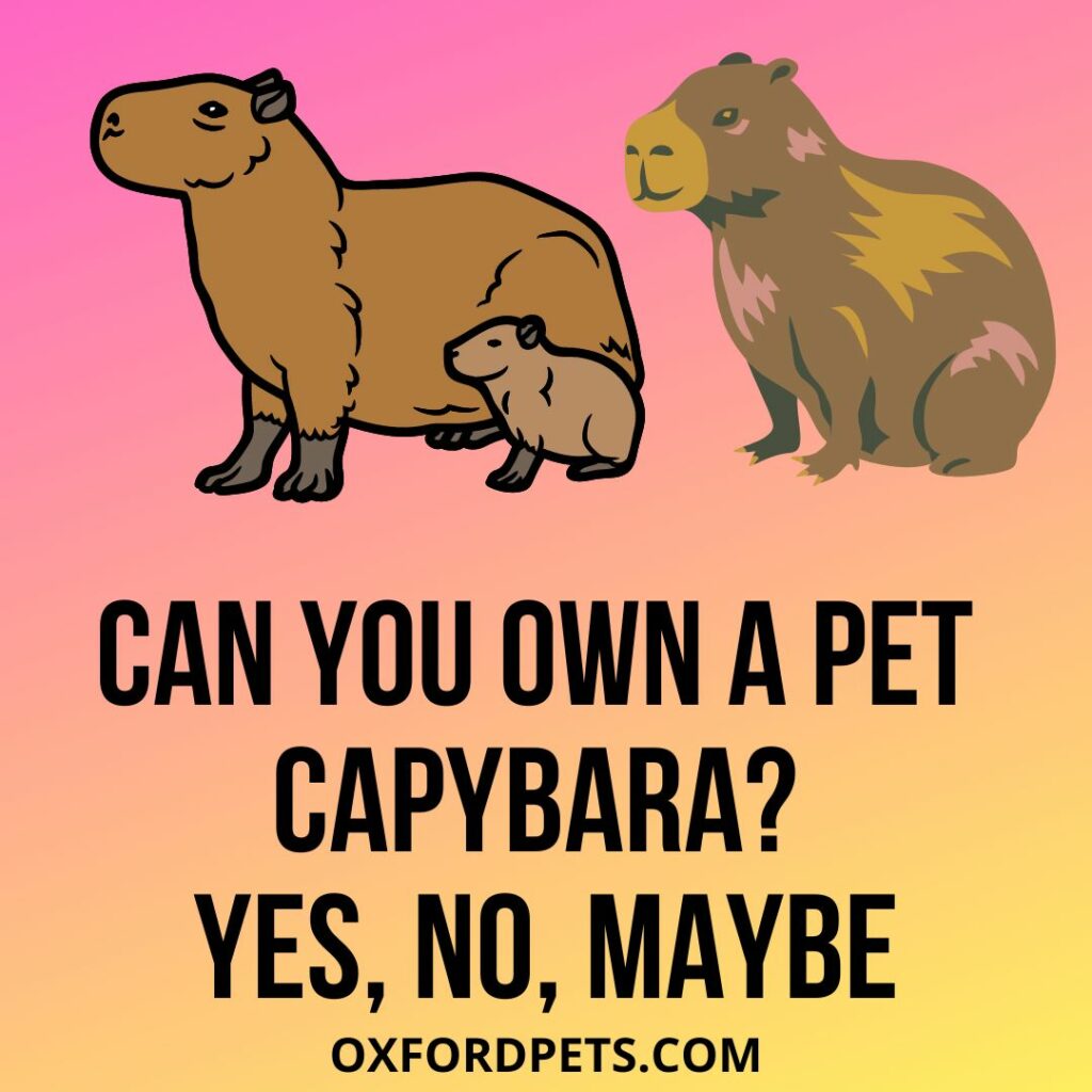 Can You Own a Pet Capybara? Yes Or No? Is It Legal?