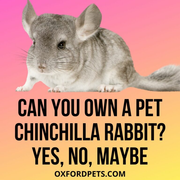Can You Own A Pet Chinchilla Rabbit? Is It Legal? Oxford Pets