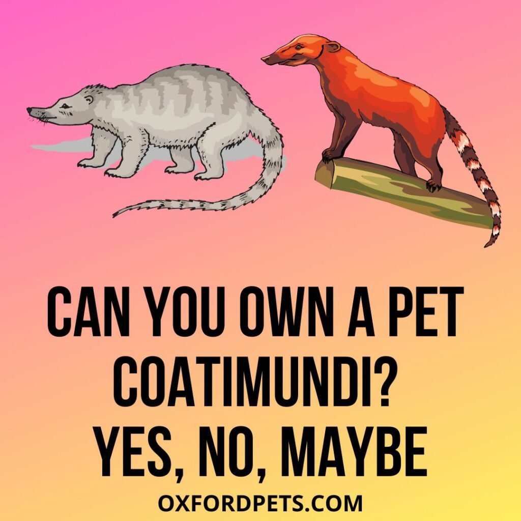 Can You Own A Pet Coatimundi