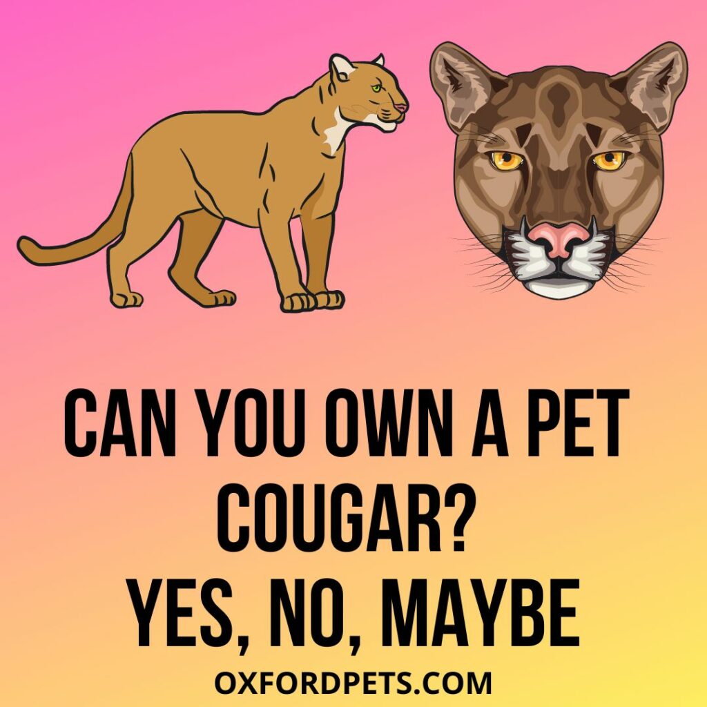 Can You Own A Pet Cougar