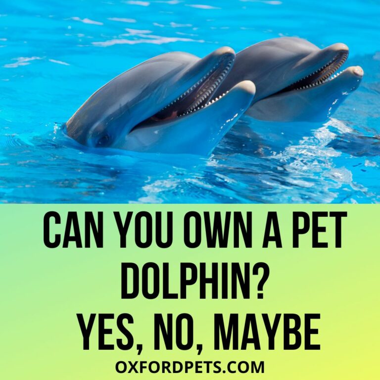 Can You Own a Pet Dolphin? Is It Legal? Oxford Pets