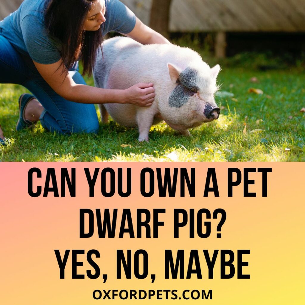 Can You Own A Pet Dwarf Pig? Is It Legal?