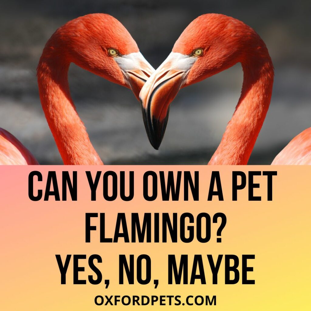 Can You Own A Flamingo As a pet