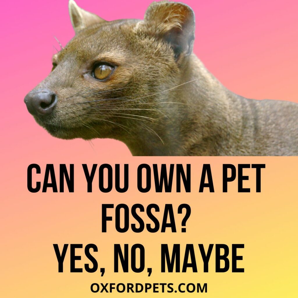 Can You Own A Pet Fossa