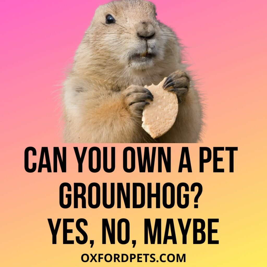 Can You Own a Pet Groundhog
