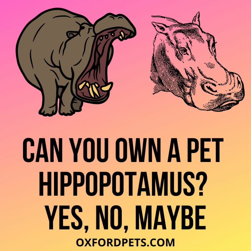 Can You Own A Pet Hippopotamus?