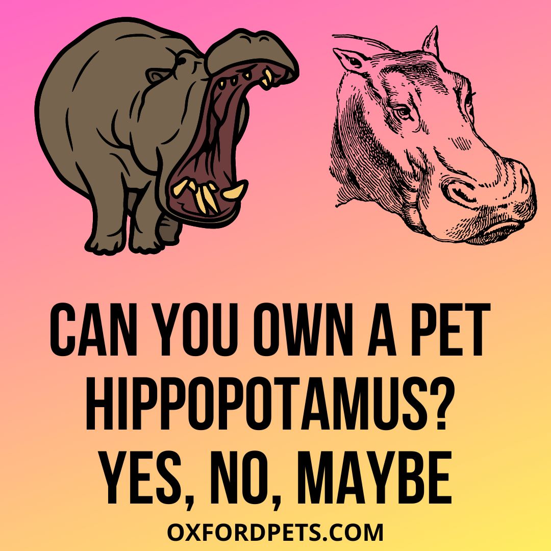 Can You Own A Pet Hippopotamus?