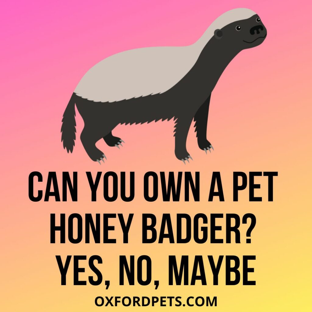 Can You Own A Honey Badger As a pet? Is It Legal