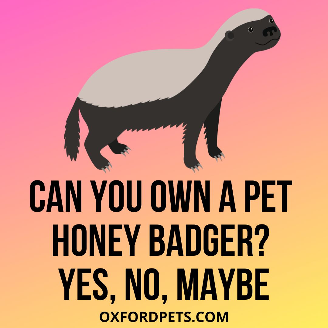 Can You Own A Honey Badger As a pet? Is It Legal