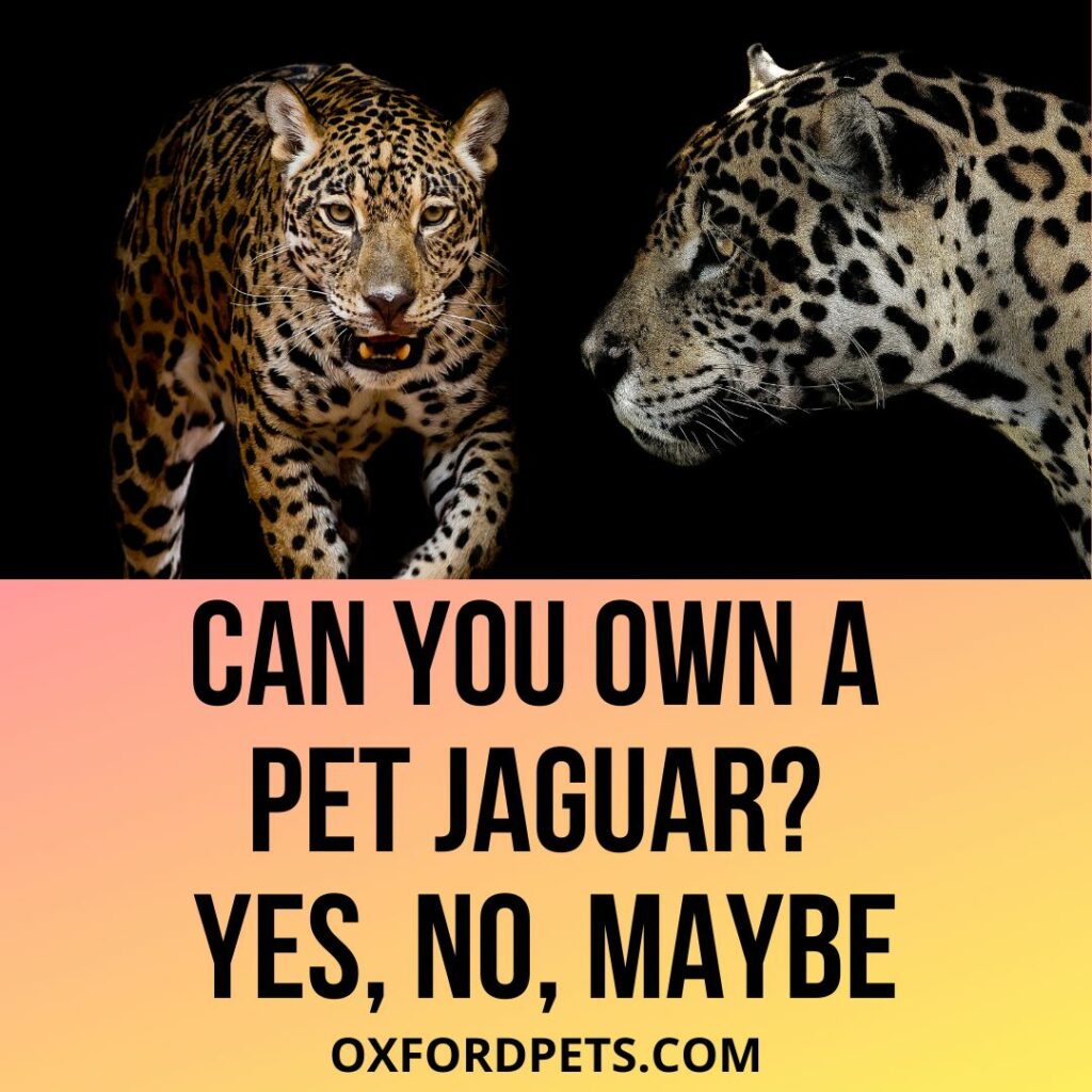 Can You Own A Pet Jaguar