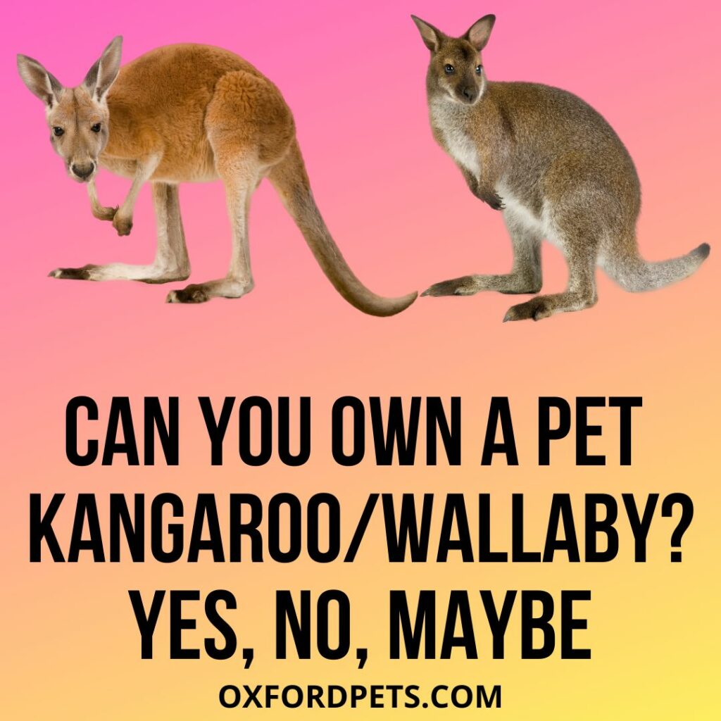 Can You Own A Pet Kangaroo or Wallaby