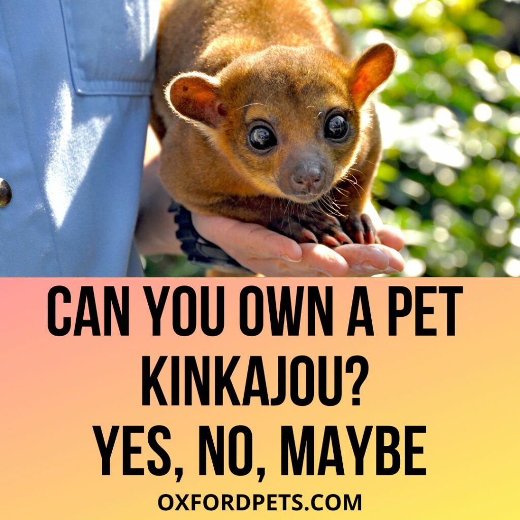 Can You Own A Pet Kinkajou Is It Legal Oxford Pets