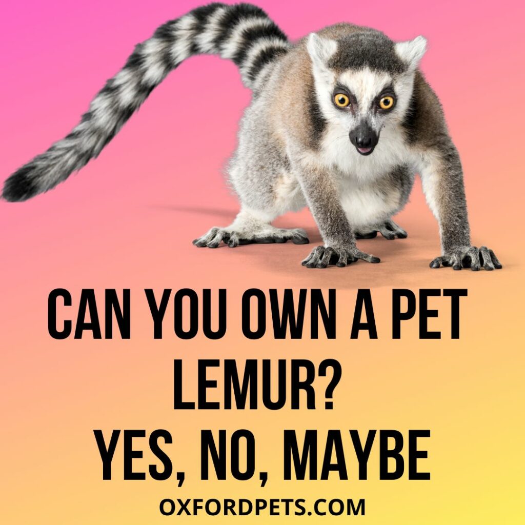 Can You Own a Pet Lemur?