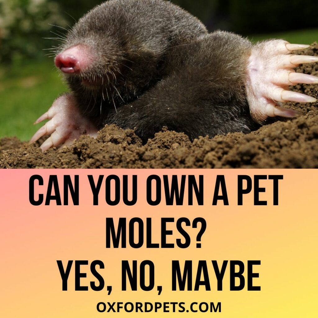 Can You Own A Pet Mole