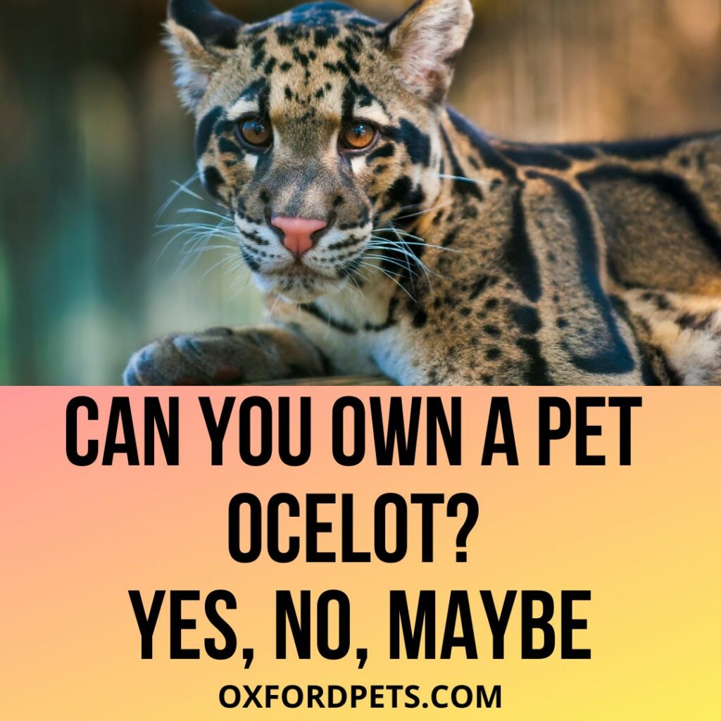 Can You Own A Pet Ocelot?