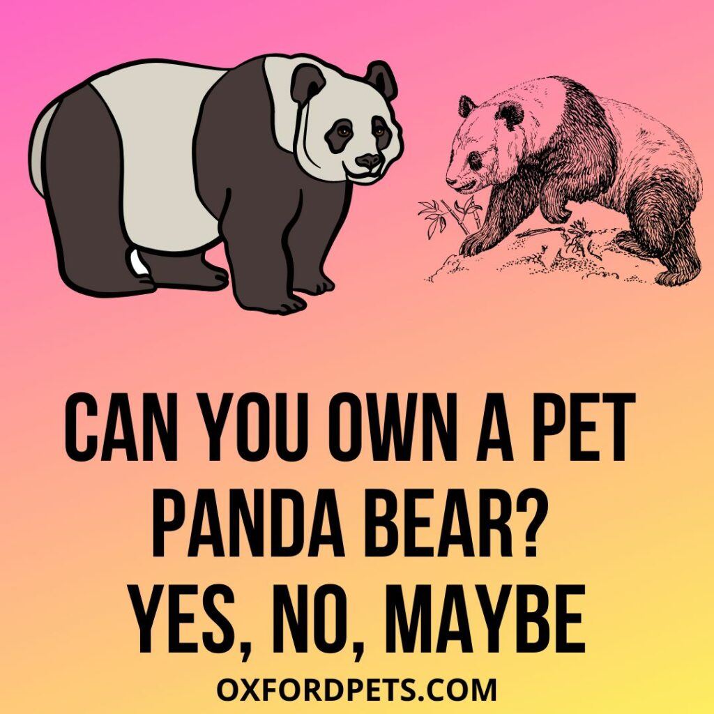 Can You Own A Pet Panda Bear?