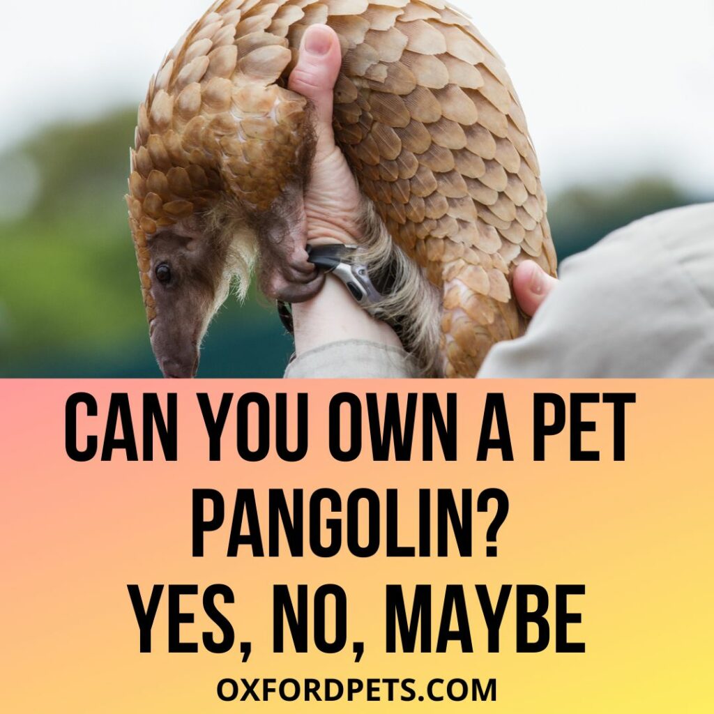 Can You Own A Pet Pangolin?
