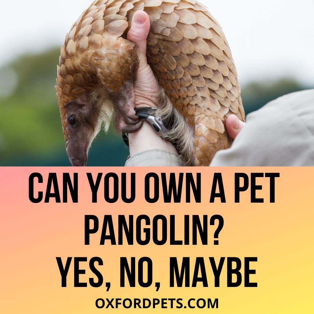 Can You Own A Pet Pangolin? Is It Legal? - Oxford Pets