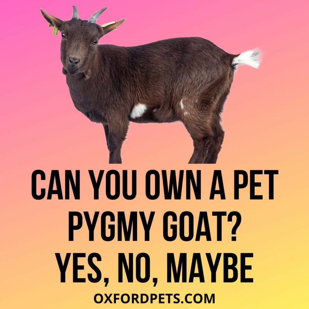 Can You Own A Pet Pygmy Goat