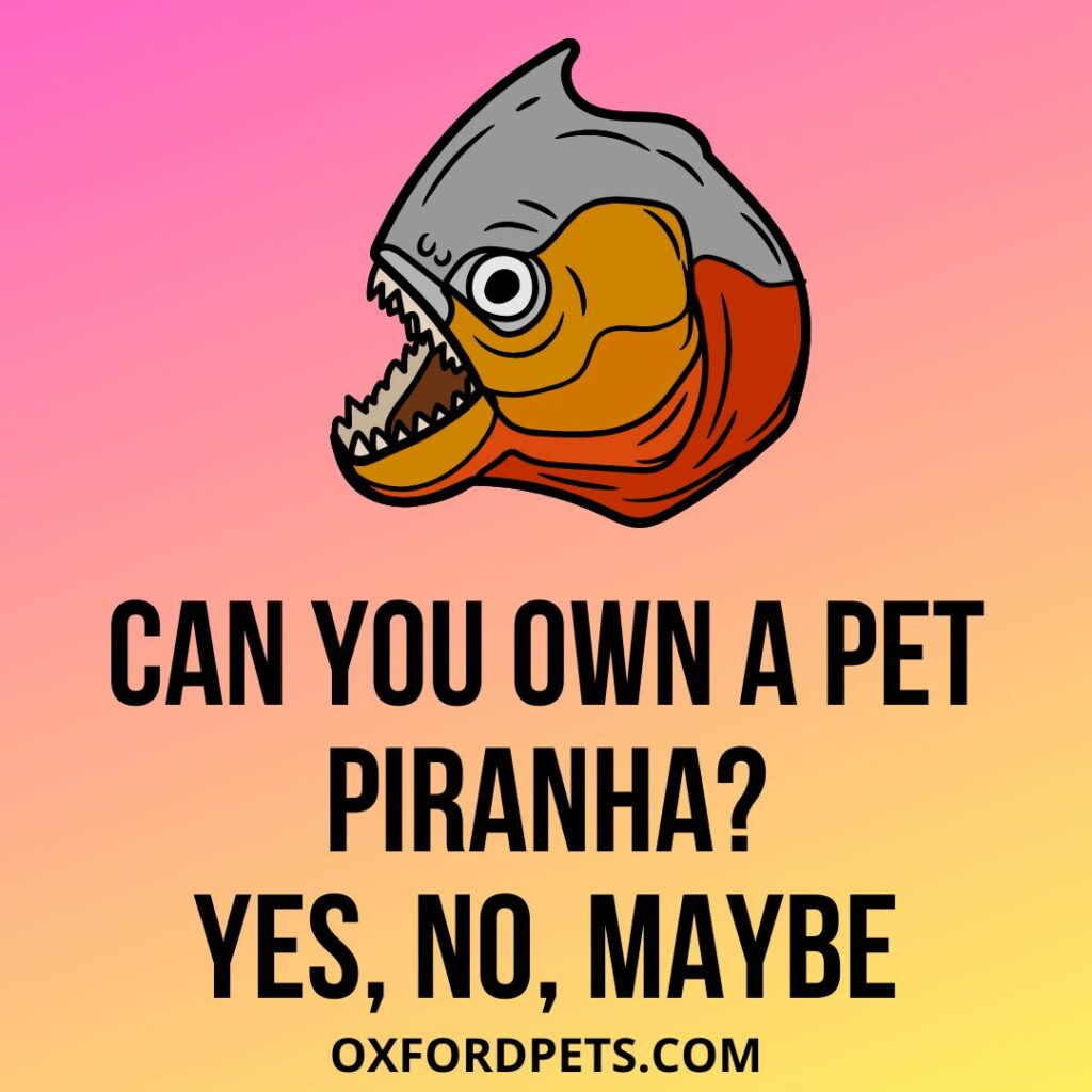 Can You Own A Pet Piranha