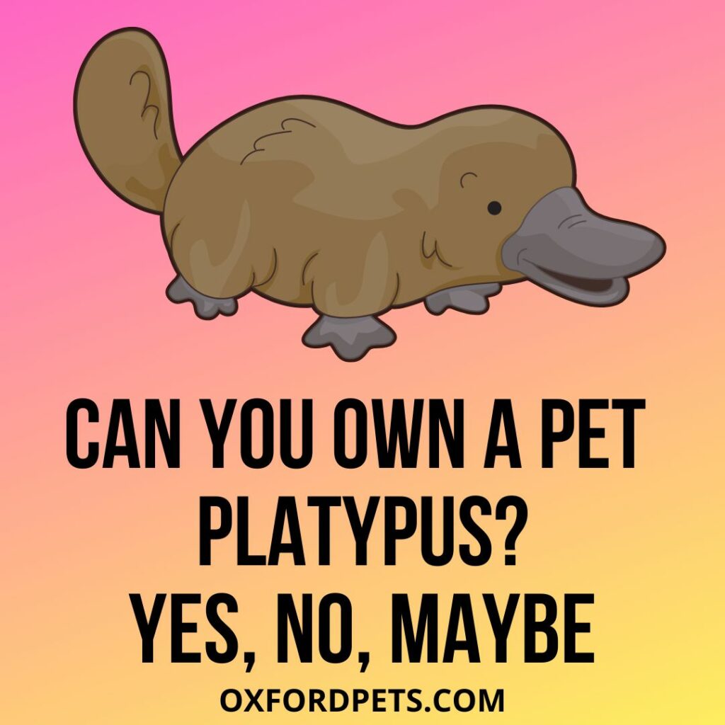 Can You Own A Pet Platypus