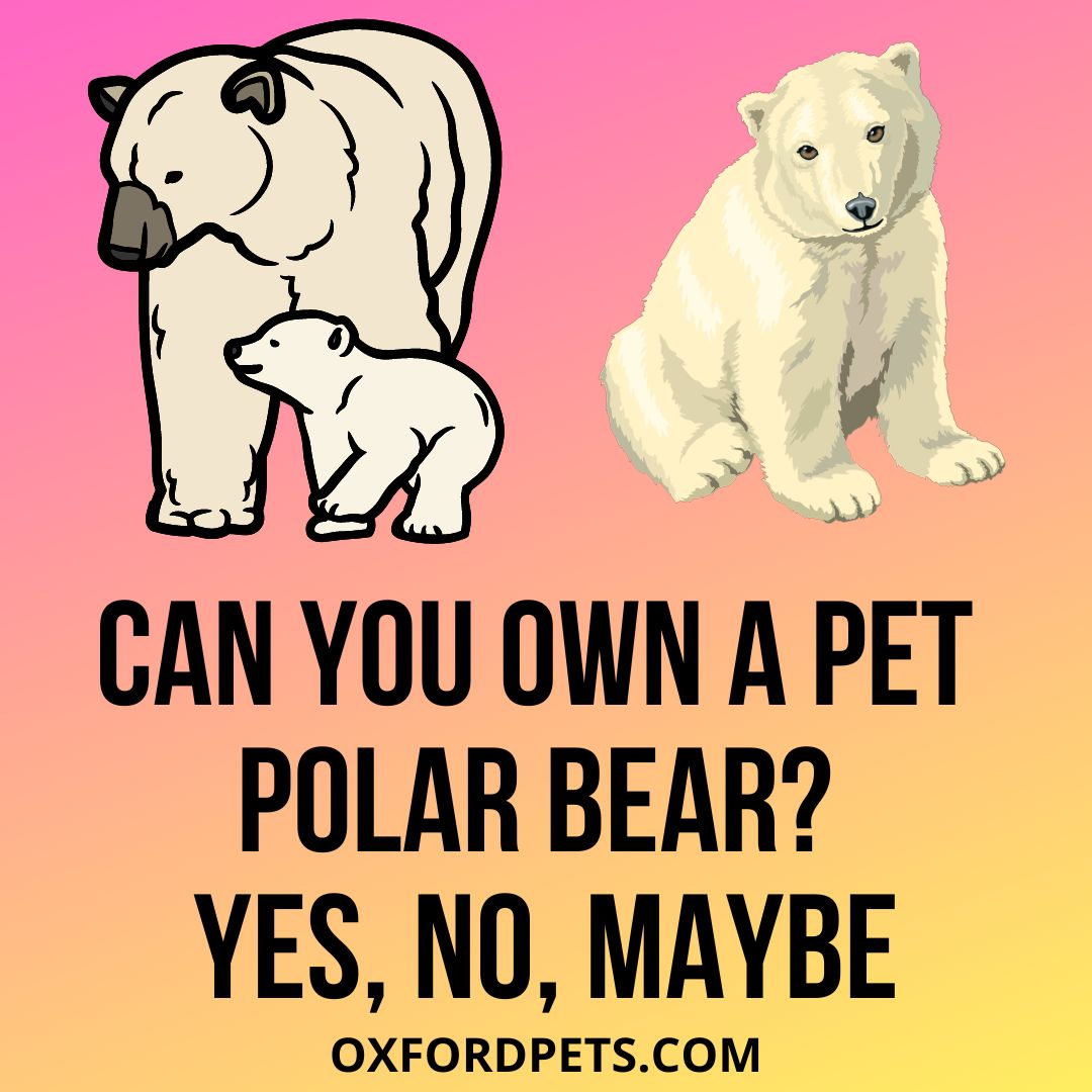 Can You Own A Pet Polar Bear? Is It Legal? - Oxford Pets