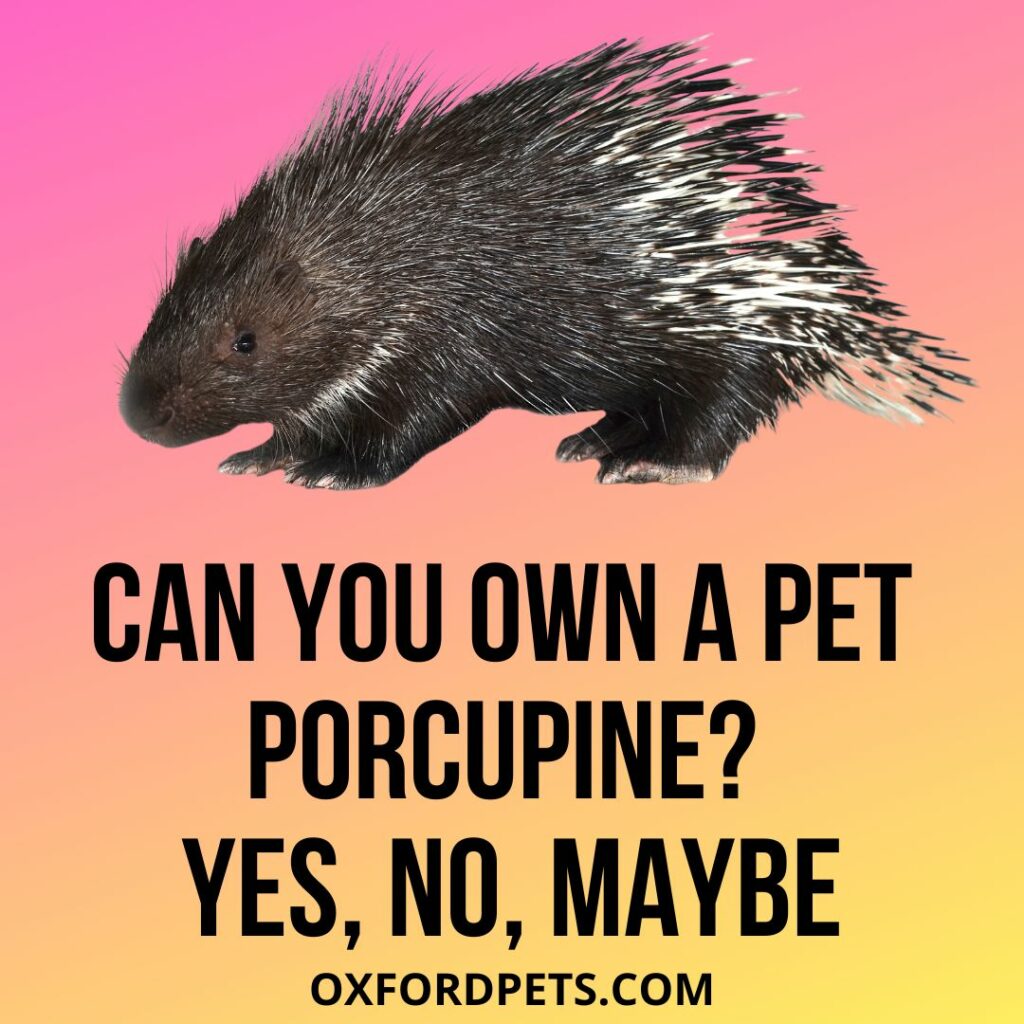 Can You Own A Pet Porcupine?