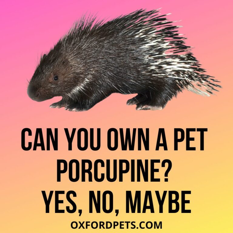 Can You Own A Pet Porcupine? Is It Legal? Oxford Pets