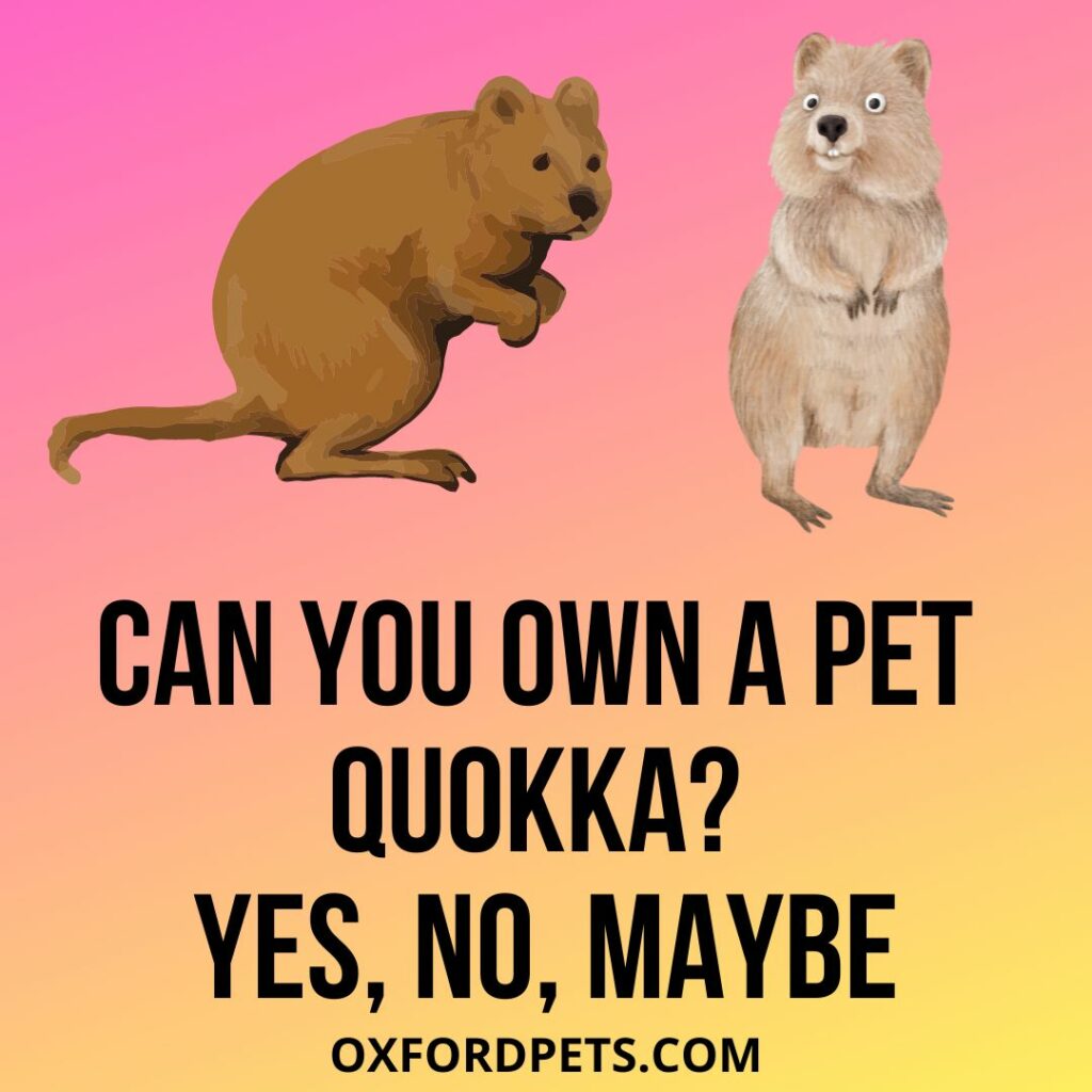 Can You Own A Pet Quokka? Is It Legal? - Oxford Pets