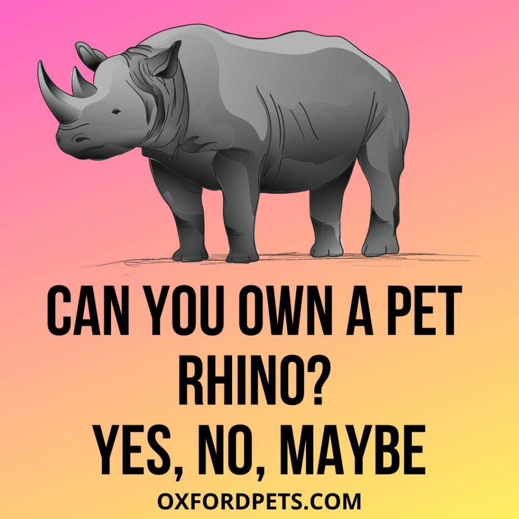 Can You Own A Pet Rhino