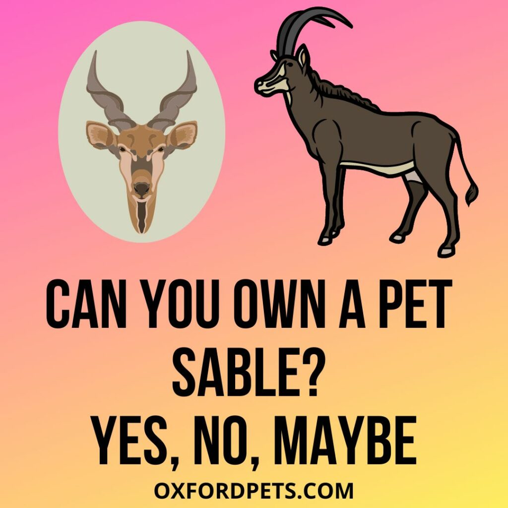 Can You Own A Pet Sable?
