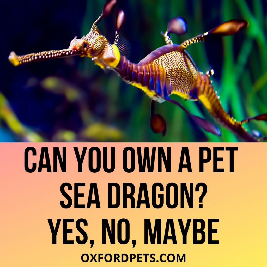 Can You Own A Pet Sea Dragon?