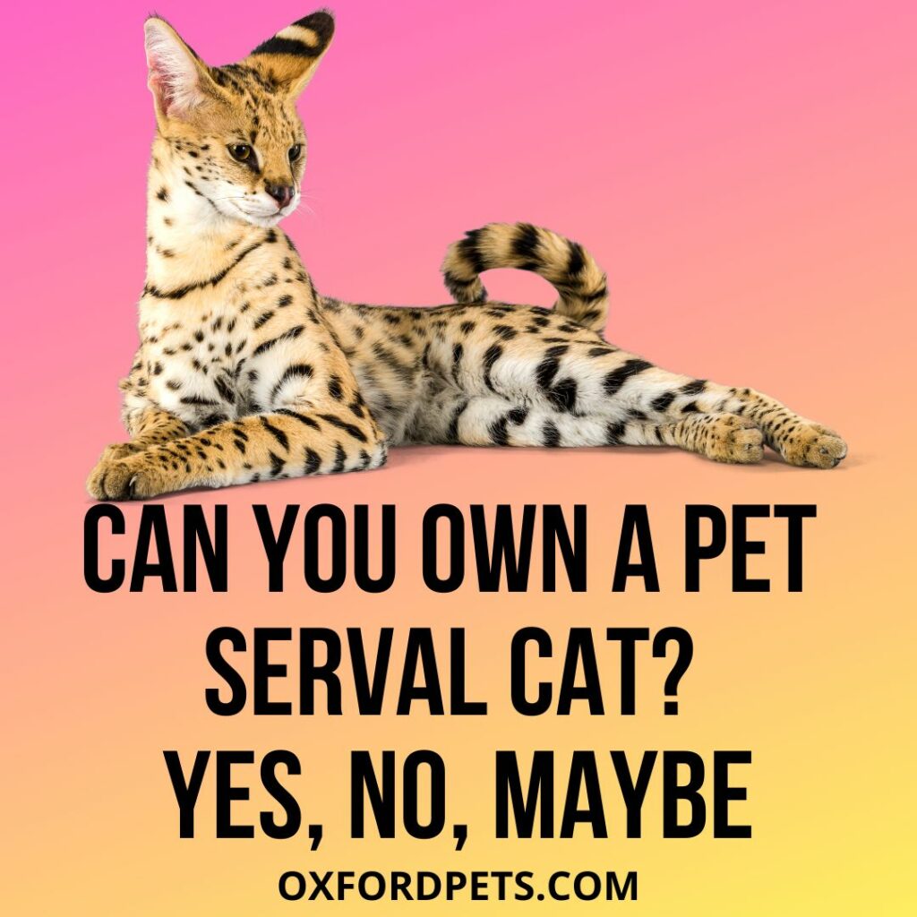 Can You Own A Pet Serval Cat