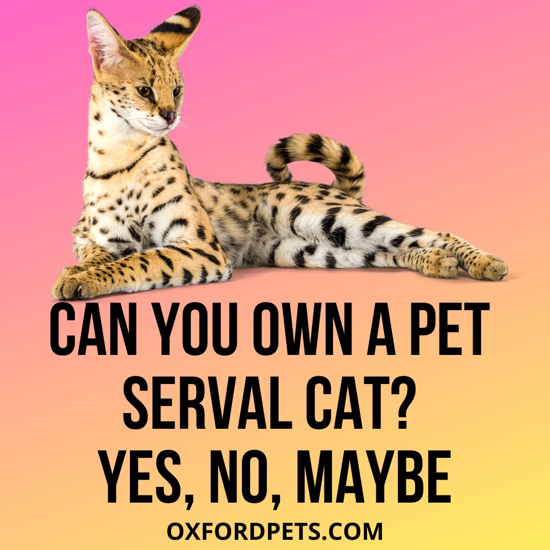 Can You Own A Pet Serval Cat