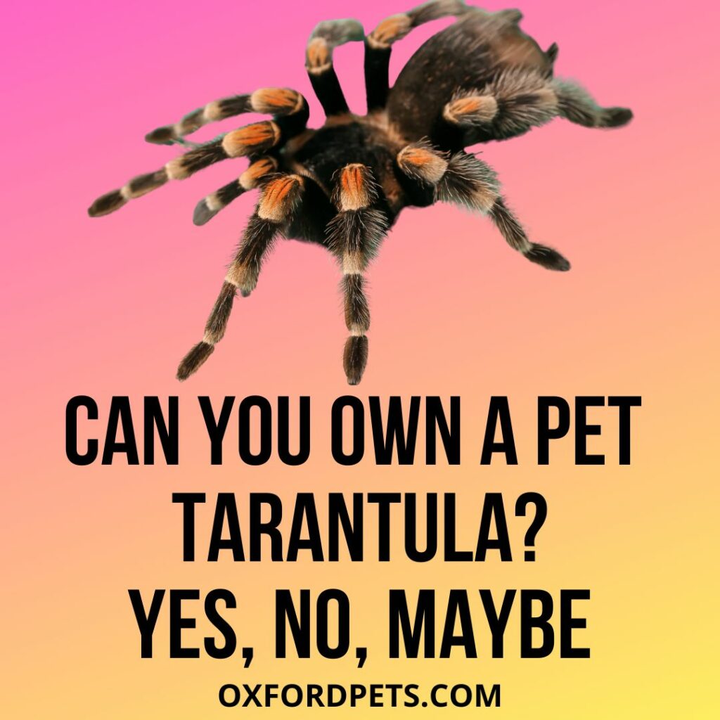 Can You Own Tarantulas As Pets