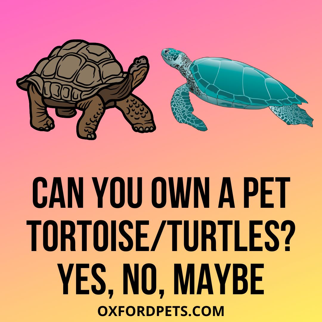 Can You Own A Pet Tortoise or Turtle