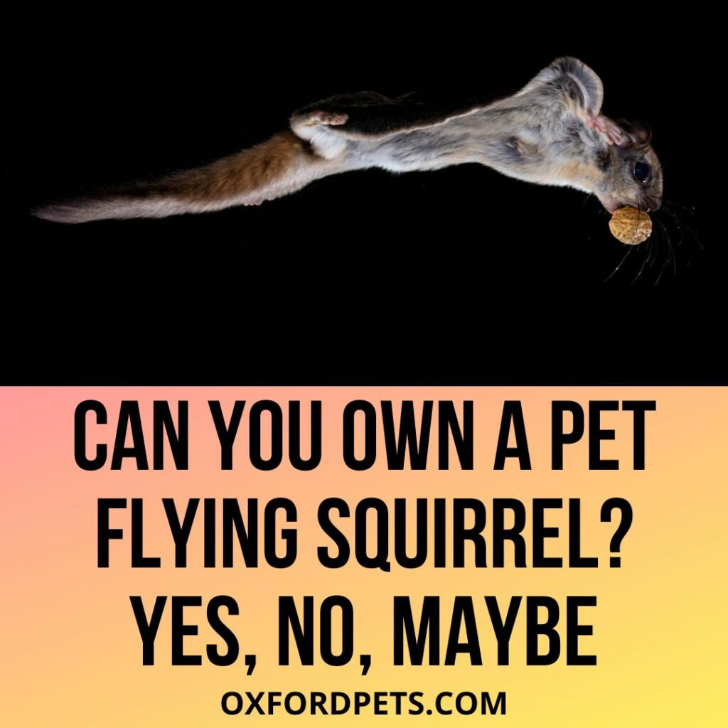 Can You Own A Pet Flying Squirrel?