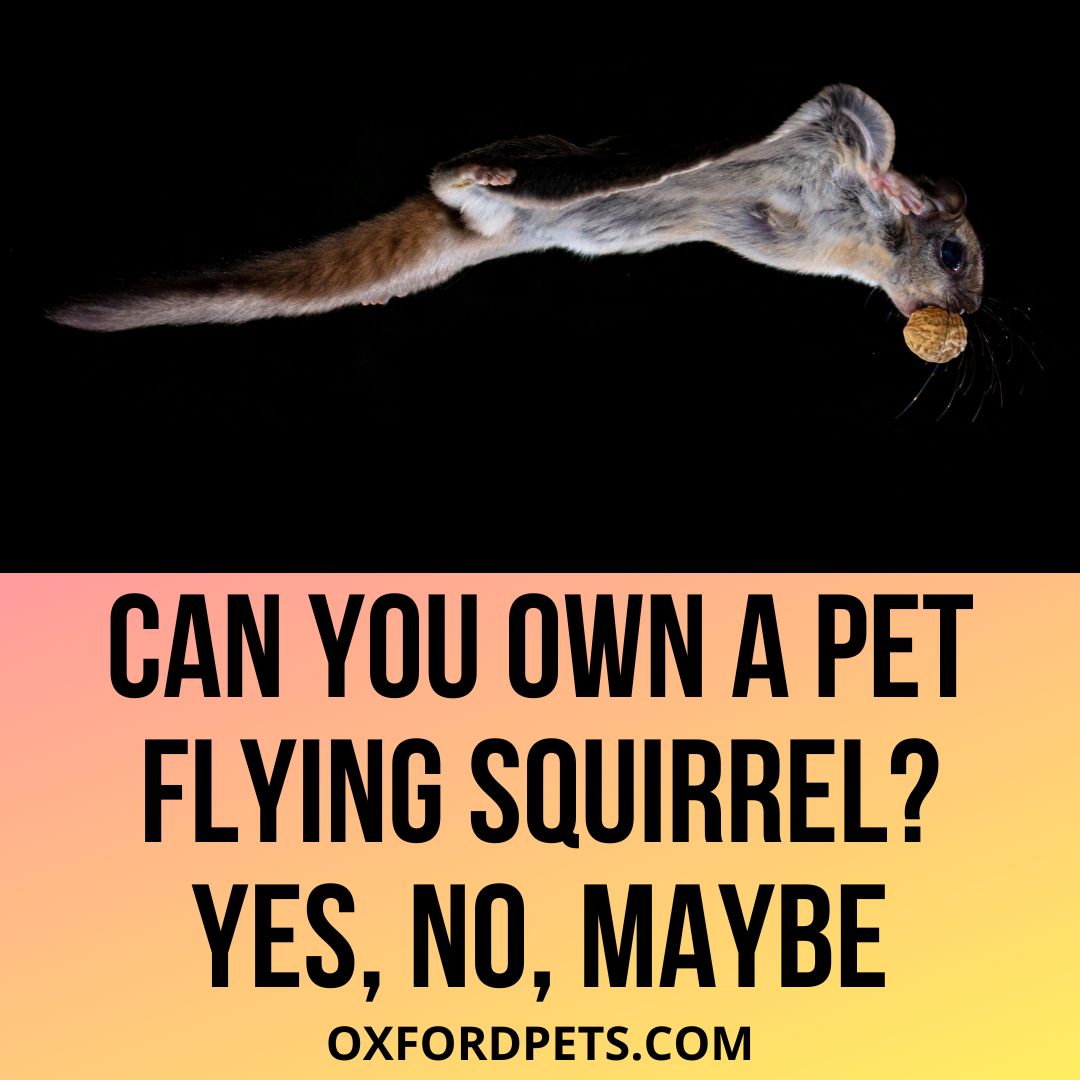 Can-You-Own-A-Pet-flying-squirrel.jpg