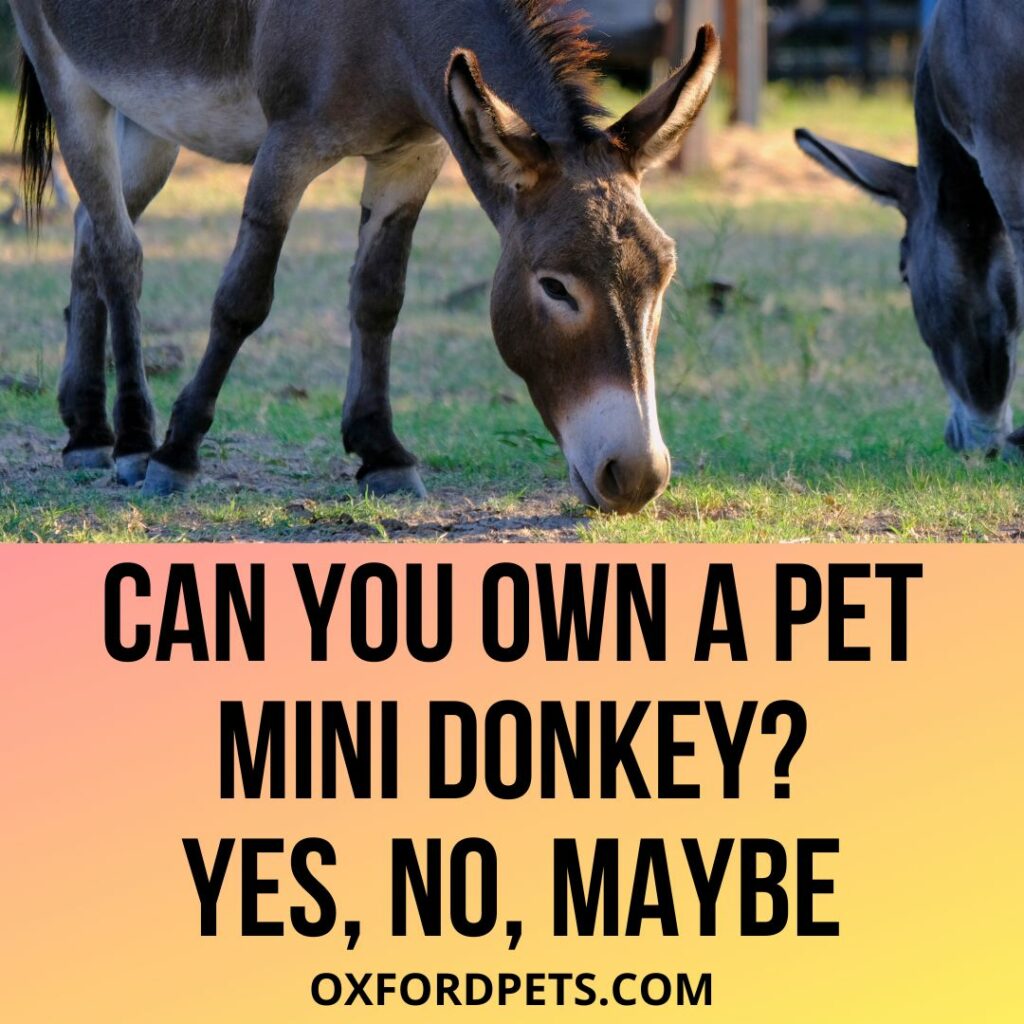 Can You Own A Mini Donkey? Is It Legal?