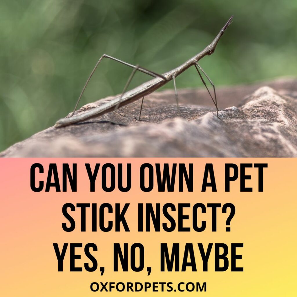 Can You Own A pet Stick Insect?