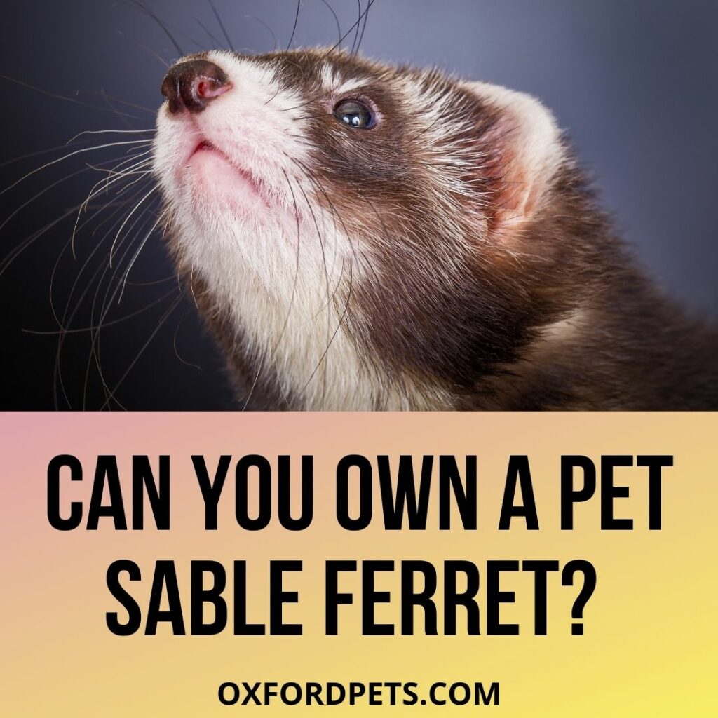 Can you own a pet sable