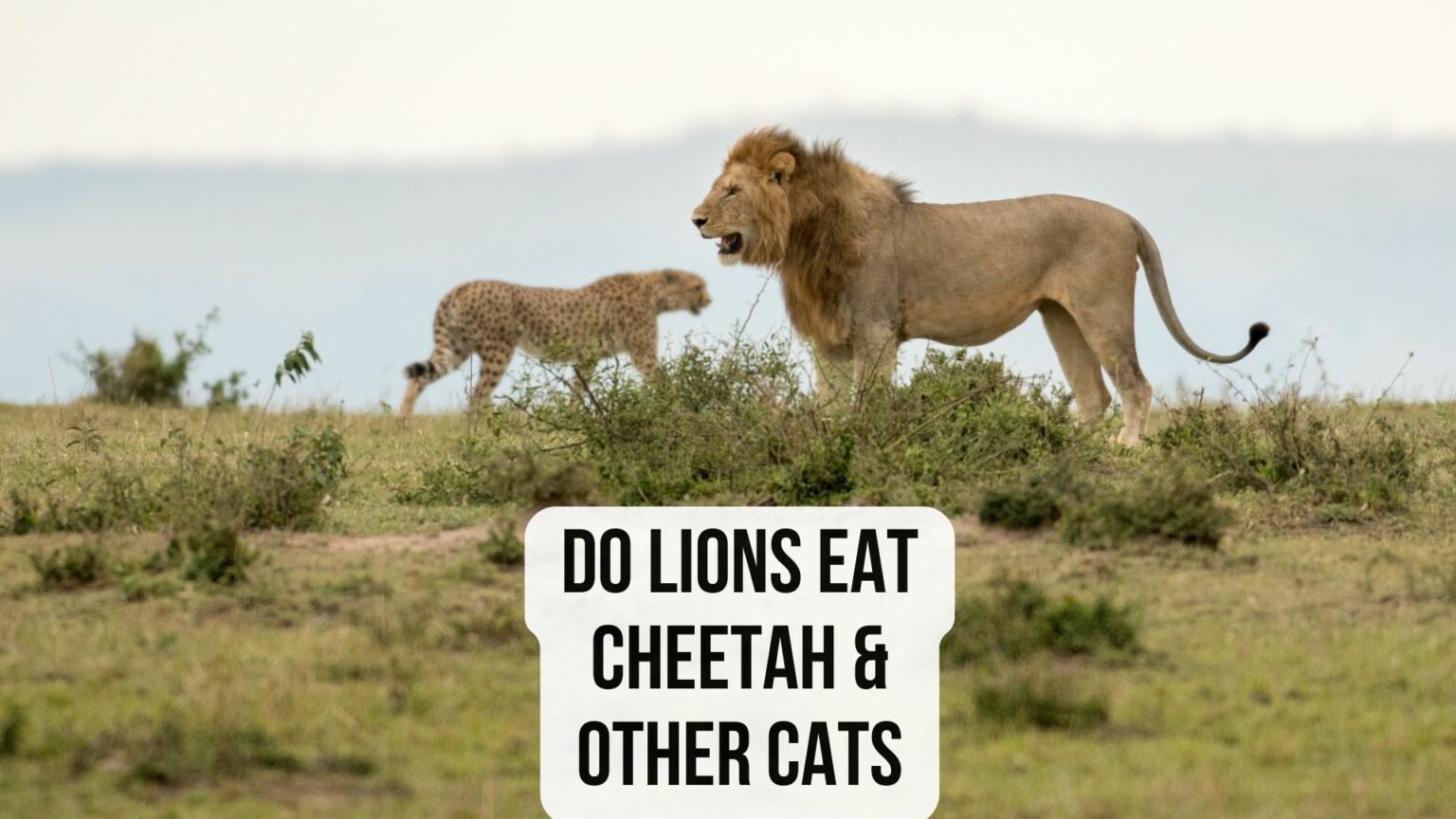 Do Lions Eat Cheetahs and Other Cats? Lions Diet Review - Oxford Pets