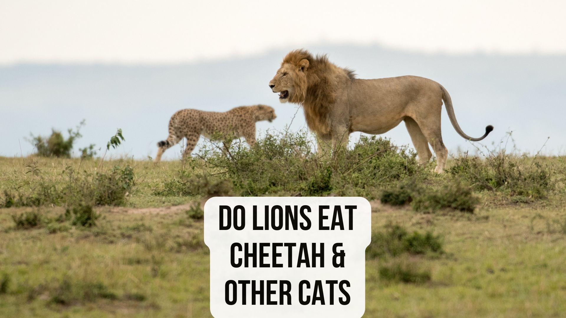 Do Lions Eat Cheetahs and Other Cats? Lions Diet Review - Oxford Pets