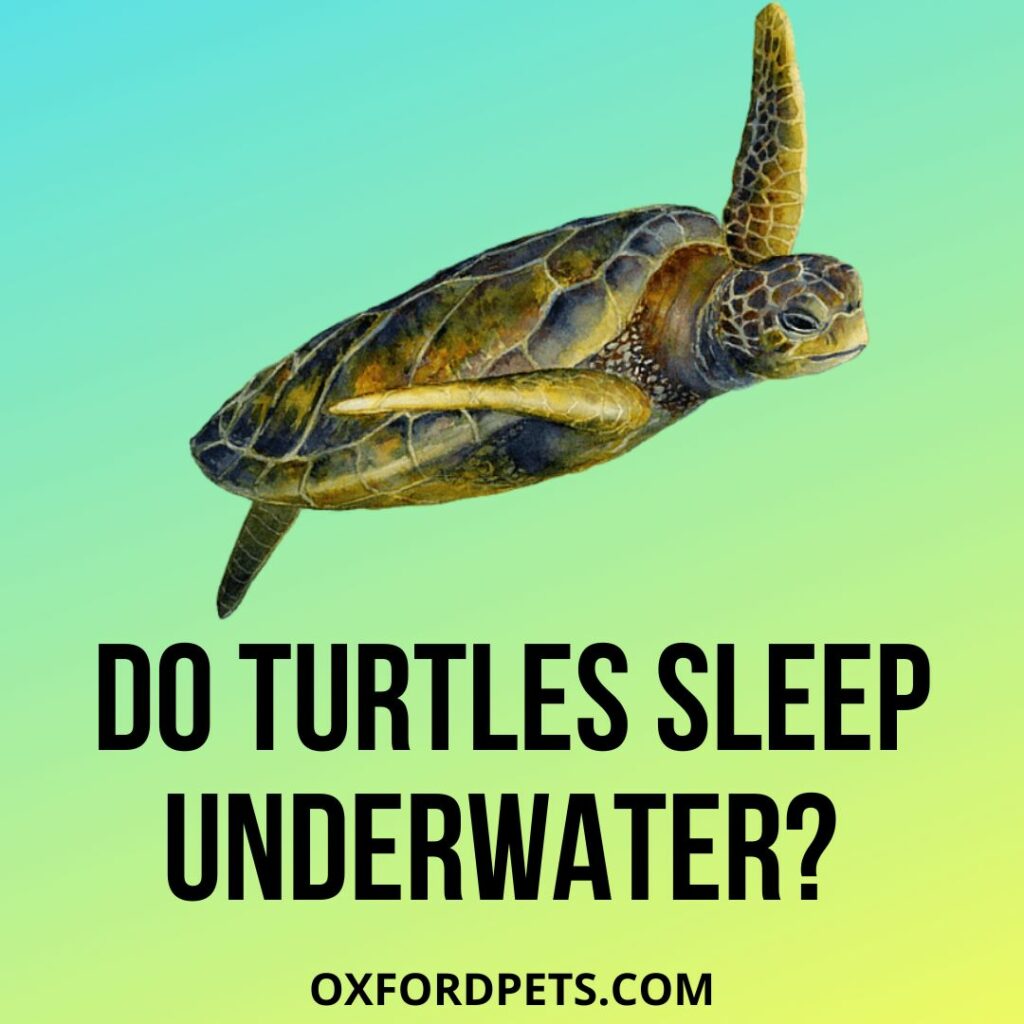 Can and Do Turtles Sleep Underwater? Is it Safe?